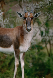 Majestätischer Buntbock in der südafrikanischen Wildnis entdeckt