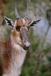 Junges Buntbock-Porträt im Bontebok Nationalpark: Schönheit und Gefahr vereint