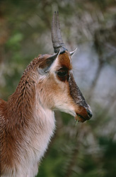 Buntbock - Antilope majestueuse dans la savane