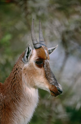 Portrait de profil de tête de Bontebok dans le parc national de Bontebok en Afrique du Sud