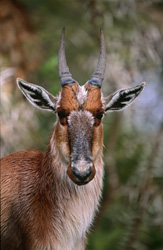 Beeindruckendes Porträt eines Buntbocks im Bontebok Nationalpark