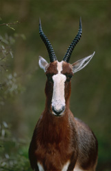 Bewundernswertes Porträt eines Buntbocks im Buntbock Nationalpark