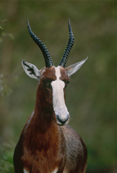 Portrait de Buntbock - Majestueuse antilope Pied Buck dans le parc national de Bontebok