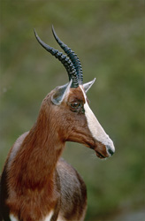 Der seltene Buntbock (Damaliscus dorcas) in all seiner Schönheit im Bontebok National Park