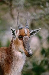 Der majestätische Buntbock (Damaliscus dorcas) in seiner natürlichen Umgebung