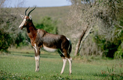 Affascinante Buntbock scoperto nel Parco Nazionale di Bontebok