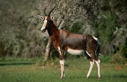 Portrait impressionnant d'un bontebok adulte dans la nature