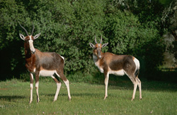 Faszinierende Buntbock Antilopen in der Natur entdecken