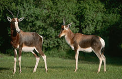 Rencontre avec deux magnifiques bonteboks dans la nature sauvage d'Afrique du Sud