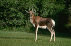 Buntbock dans la savane d'Afrique du Sud