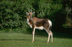 Rencontre avec un Buntbock majestueux dans la nature