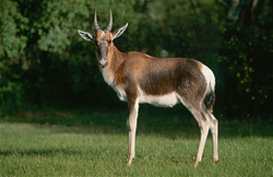 Profil latéral du bontebok dans le parc national de Bontebok, Afrique du Sud