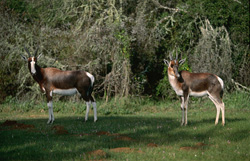 Begegnung mit den majestätischen Buntboecken im Bontebok Nationalpark