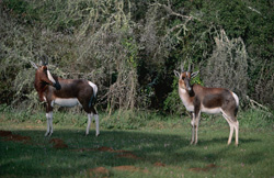 Découvrez les fascinantes antilopes Buntbock dans leur habitat naturel