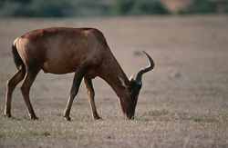 Kuhantilope