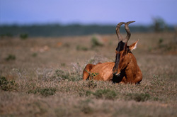 Red Hartbeest Resting