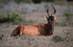 Antilope rouge en repos