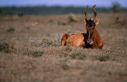 Experience the beauty of the impressive Red Hartebest in Addo Elephant National Park