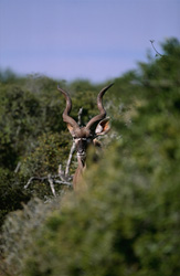 Majestic Greater Kudu in Addo Elephant National Park