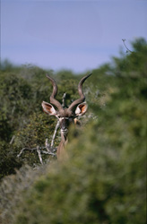Kudu
