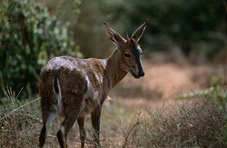 Grey Buck