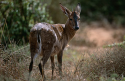 Grysbok du Cap dans la lumière matinale du parc national des éléphants d'Addo