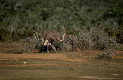 Incontro con un imponente struzzo africano nel Parco Nazionale degli Elefanti di Addo