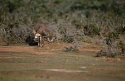 Autruche africaine majestueuse explore la savane