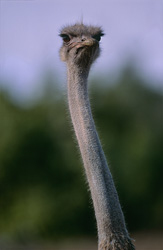 Retrato impresionante de un avestruz en el Parque Nacional de los Elefantes de Addo