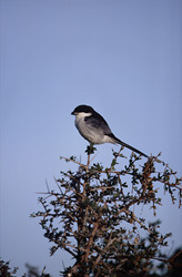 Jacobinian Cuckoo