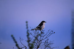 Experience the beauty of the Jacobin Cuckoo in Bontebok National Park