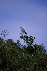 Eidechsenbussard