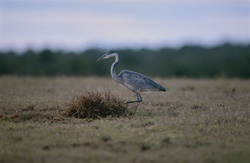 Young specimen of the Black-headed Heron in picturesque surroundings of Bontebok National Park