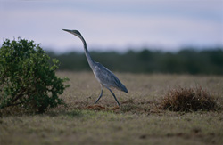 Adorable jeune héron à cou noir dans l'environnement naturel de l'Afrique du Sud