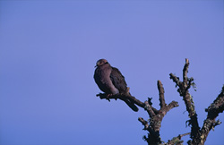 Discover the fascinating Cape Turtle Dove in Bontebok National Park, South Africa