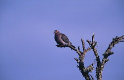 Crested Pigeon