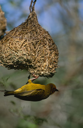 A male Cape Weaver demonstrates its craftsmanship in nest-building at Bontebok National Park