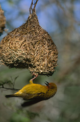 Photograph of the Cape Weaver building a nest in Bontebok National Park, South Africa