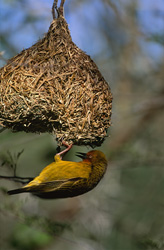 L'impressionnante construction de nid du tisserin du Cap (Ploceus capensis)