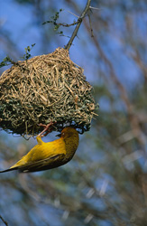 Cape Weaver bird male inspects intricately built nest in Bontebok National Park