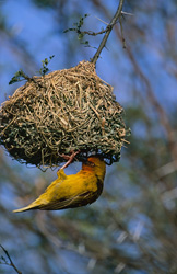A Cape weaver bird (Ploceus capensis) inspects its intricate nest
