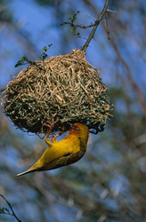 Kap-Webervogel