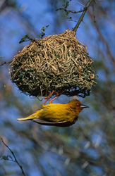 The Cape Weaver in Action: A Master of Nest Building in the Western Cape, South Africa