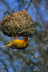 A Cape Weaver building its intricate nest in the wild