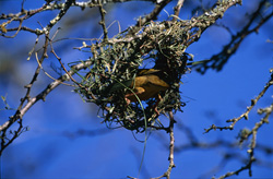 Insight into the nest-building behavior of the Cape weaver bird in South Africa