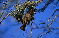 Oiseau tisserand du Cap commence à tisser un nid en forme de sac