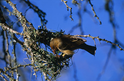 Una obra maestra de la naturaleza: el pájaro tejedor del Cabo construyendo un nido