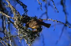 Cape Weaver intricately building a nest in Bontebok National Park