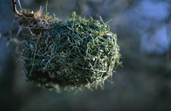 Discover the fascinating Cape Weaver Nest in Bontebok National Park