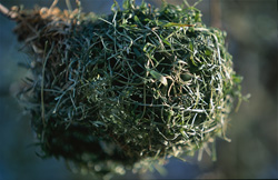 Discover the fascinating Cape Weaver Nest in South Africa
